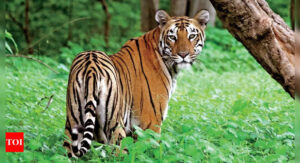 Read more about the article Nine Schools in Uttarakhand Close for Two Days Following Tiger Attack Near Village School